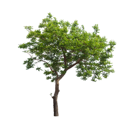 Isolated tree on white backgroundの写真素材