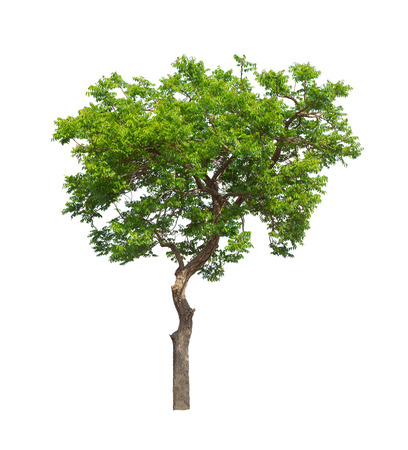 Isolated tree on white backgroundの写真素材