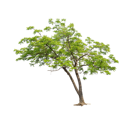 Isolated tree on white backgroundの写真素材