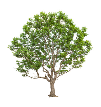 Isolated tree on white backgroundの写真素材
