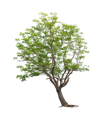 Isolated tree on white backgroundの写真素材