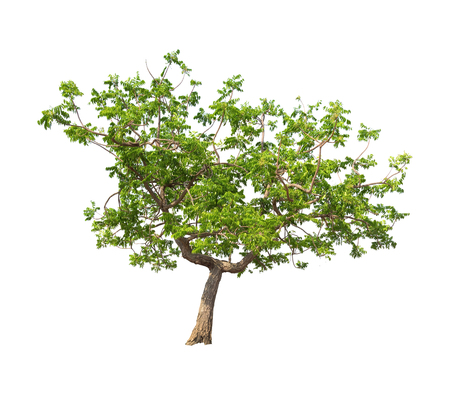 Isolated tree on white backgroundの写真素材