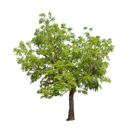 Isolated tree on white backgroundの写真素材