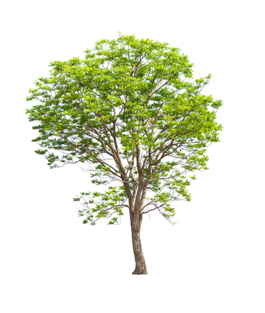 Isolated tree on white backgroundの写真素材