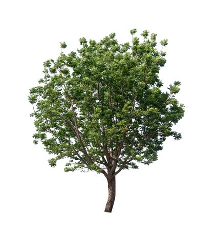 Isolated tree with green leaf on white backgroundの写真素材