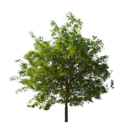 Isolated tree with green leaf on white backgroundの写真素材