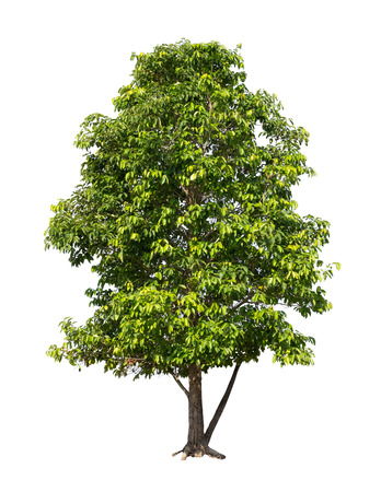 Isolated tree with green leaf on white backgroundの写真素材