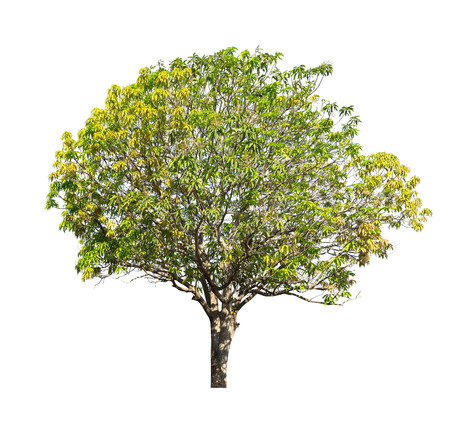 Isolated tree with green leaf on white backgroundの写真素材