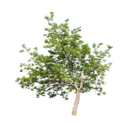 Isolated tree with green leaf on white backgroundの写真素材