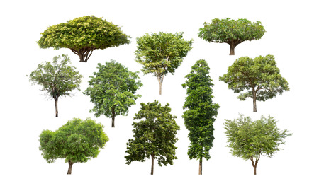 Collection of isolated tree on white backgroundの写真素材