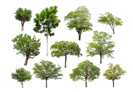Collection of isolated tree on white backgroundの写真素材