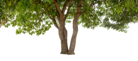 Isolated tree with green leaf on white backgroundの写真素材