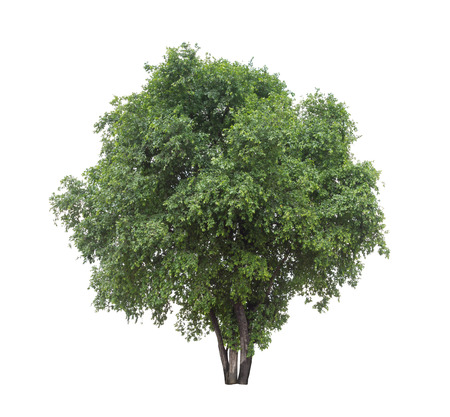 Isolated tree with green leaf on white backgroundの写真素材