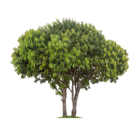 Isolated mango tree on white backgroundの写真素材