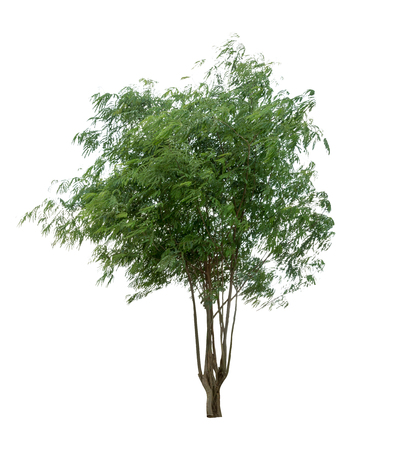 Isolated tree on white backgroundの写真素材