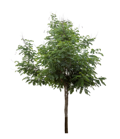 Isolated tree on white backgroundの写真素材