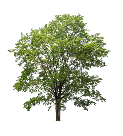 Isolated tree on white backgroundの写真素材