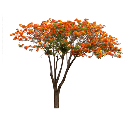 Isolated Flame tree on white backgroundの写真素材