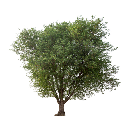 Isolated tree on white backgroundの写真素材