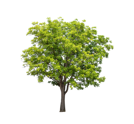 Isolated tree on white backgroundの写真素材