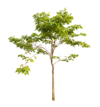 Isolated tree on white backgroundの写真素材
