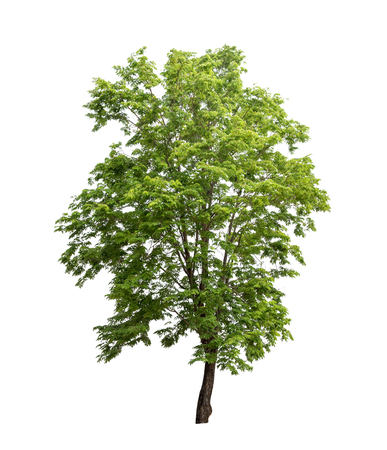 Isolated tree on white backgroundの写真素材