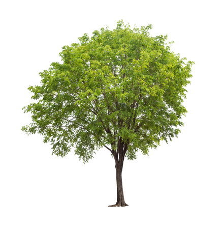 Isolated tree on white backgroundの写真素材