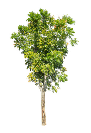 Isolated tree on white backgroundの写真素材