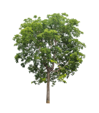 Isolated tree on white backgroundの写真素材