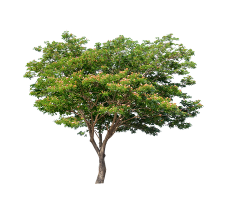 Isolated tree on white backgroundの写真素材