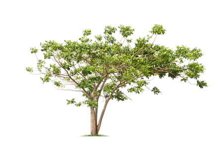 Isolated tree on white backgroundの写真素材