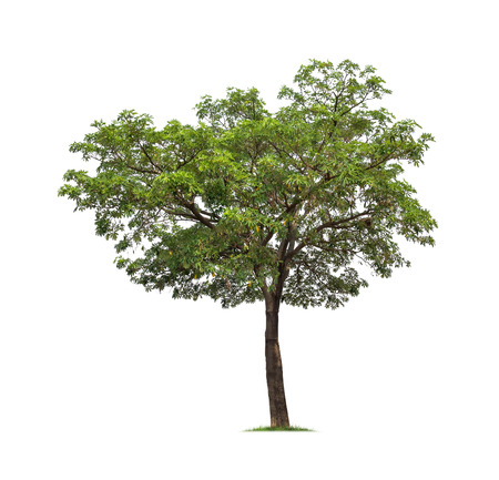Isolated tree on white backgroundの写真素材