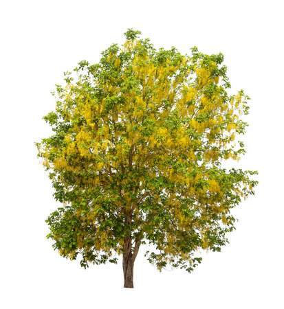 Isolated tree on white backgroundの写真素材