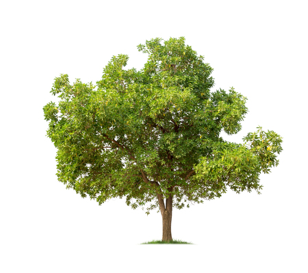 Isolated tree on white backgroundの写真素材