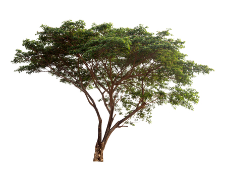 Isolated tree on white backgroundの写真素材