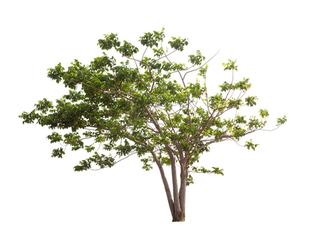 Isolated tree on white backgroundの写真素材
