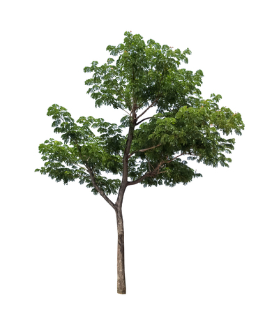 Isolated tree on white backgroundの写真素材