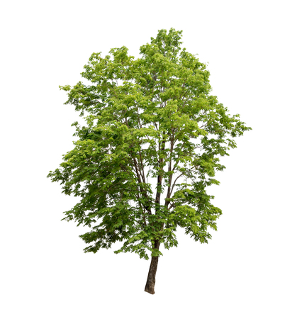 Isolated tree on white backgroundの写真素材
