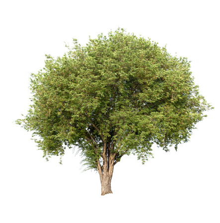 Isolated tree on white backgroundの写真素材