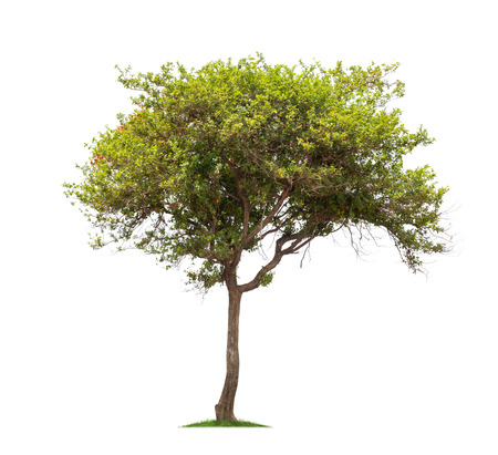 Isolated tree on white backgroundの写真素材