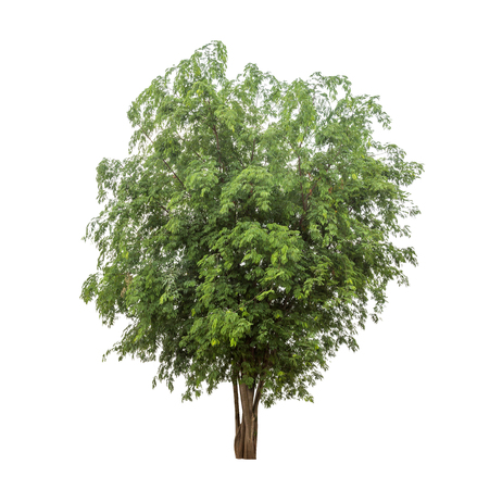 Isolated tree on white backgroundの写真素材