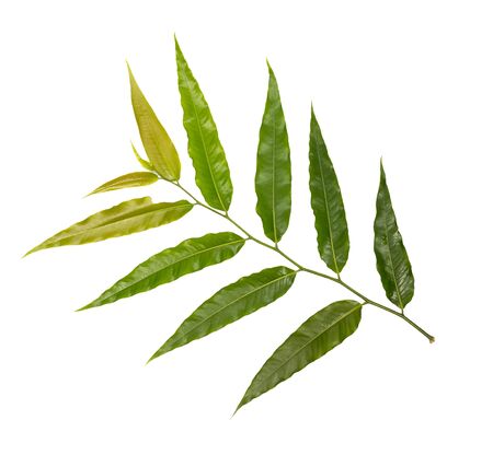 Green tree leaves isolated on white backgroundの写真素材