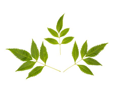 Green tree leaves isolated on white backgroundの写真素材