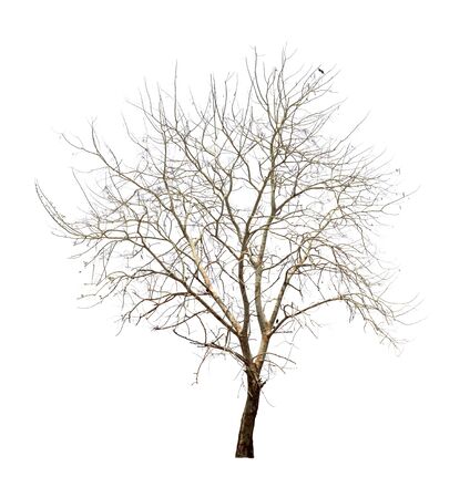 Isolated tree with no leaves or dead tree on white backgroundの写真素材