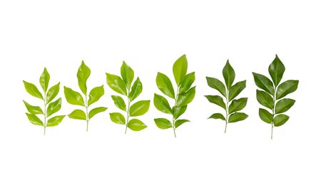 Green tree leaves isolated on white backgroundの写真素材