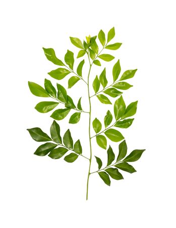 Green tree leaves isolated on white backgroundの写真素材