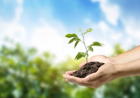 Close up image of human hands holding sproutの写真素材