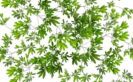 Green tree leaves isolated on white backgroundの写真素材