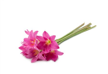 Pink Zephyranthes flower isolated on white backgroundの写真素材