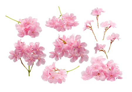collection of pink flower isolated on white background with clipping pathの写真素材